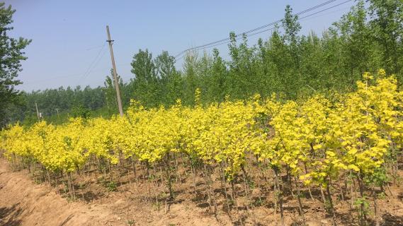 明光市市委书记被非凡娱乐企业文化深深感动 | 深入沟通合作空间广阔